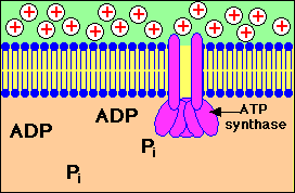 ATPase