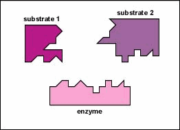 enzyme substrate