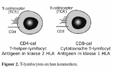 T-lymfocyten met hun kenmerken