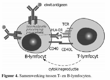 samenwerking tussenT- en B-lymfocyten