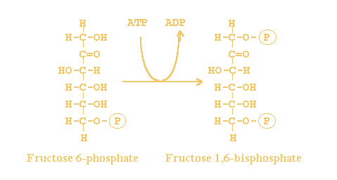 ATP +  D-fructose 6-phosphate <=> ADP +  D-fructose 1,6-bisphosphate
