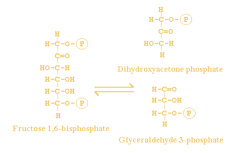 D-fructose 1,6-bisphosphate <=> glycerone phosphate  +  D-glyceraldehyde 3-phosphate