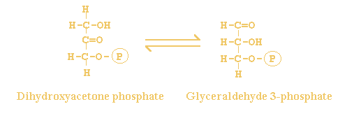 D-glyceraldehyde 3-phosphate <=> glycerone phosphate