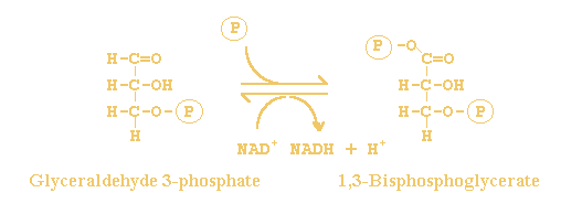 D-glyceraldehyde 3-phosphate +  phosphate +  NAD+ <=> 3-phospho-D-glyceroyl phosphate +  NADH