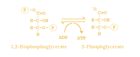 ATP +  3-phospho-D-glycerate <=>  ADP +  3-phospho-D-glyceroyl phosphate