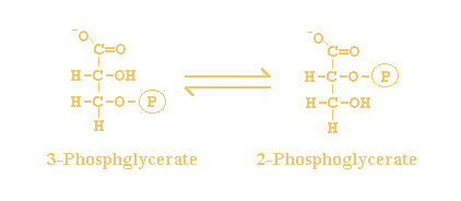 2-phospho-D-glycerate +  2,3-diphosphoglycerate <=> 3-phospho-D-glycerate +  2,3-diphosphoglycerate