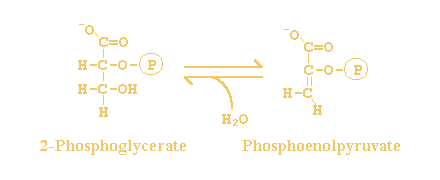 2-phospho-D-glycerate <=> phosphoenolpyruvate +  H2O