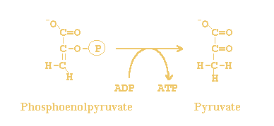 ATP +  pyruvate <=> ADP +  phosphoenolpyruvate