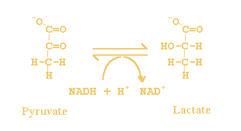 (S)-lactate+  NAD+ <=> pyruvate +  NADH