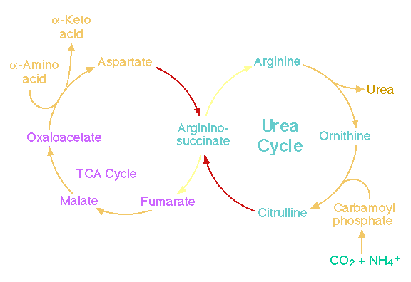 citroenzuurcyclus en ureumcyclus