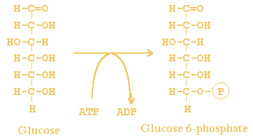 ATP +  D-hexose <=> ADP +  D-hexose 6-phosphate
