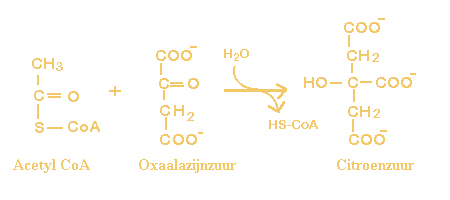 acetyl-CoA + H2O + oxaalazijnzuur   <=>  citroenzuur + CoA
