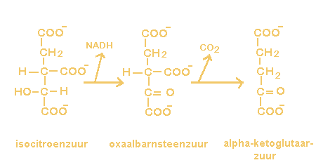 Isocitrate +  NAD+ <=>  2-oxoglutarate +  CO2 +  NADH
