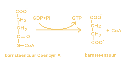GDP + barnsteenzuur Conzym A + fosfaat    <=>   GTP + barnsteenzuur + CoA