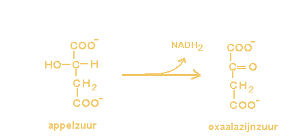 appelzuur + NAD+ <=> oxaalazijnzuur + NADH